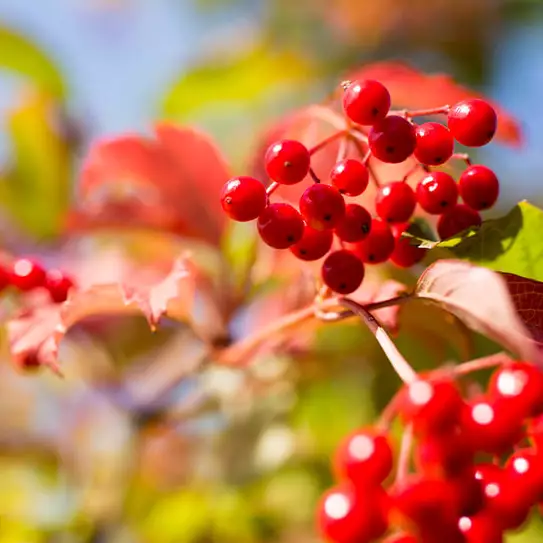 Cranberrys am Strauch
