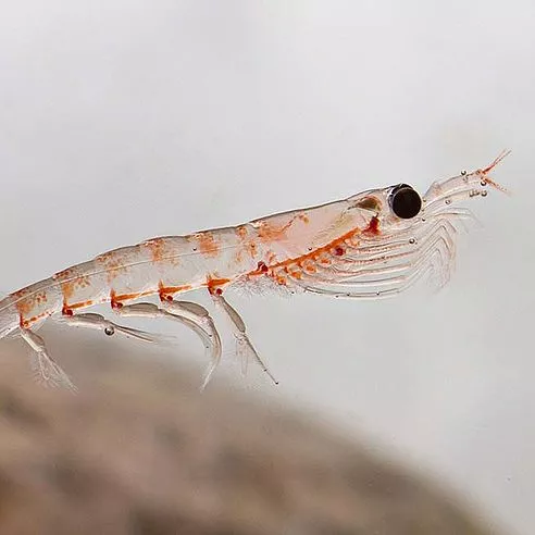 Krill