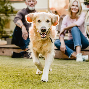 Die Gelenke des Hundes