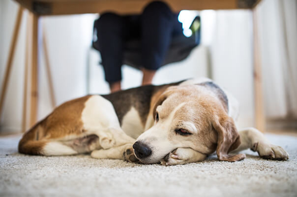 Hund liegt unter Tisch