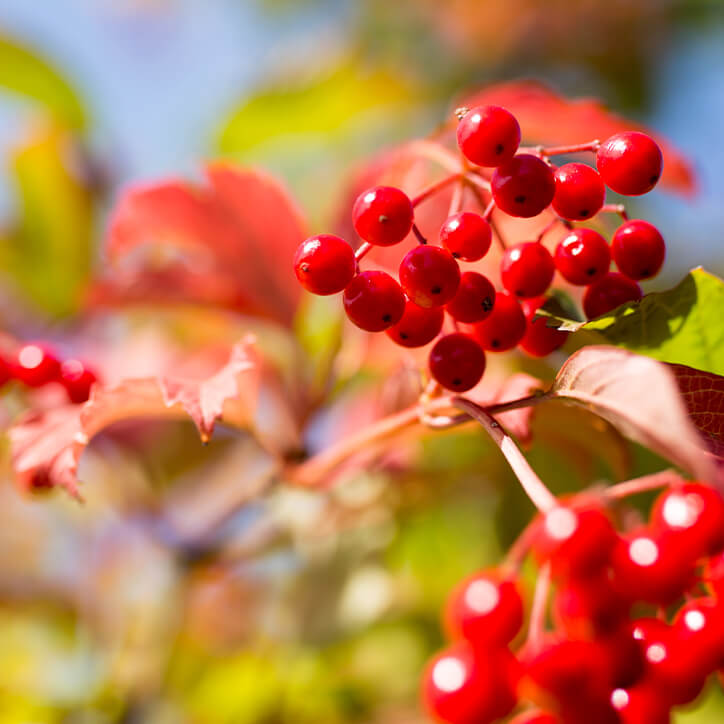 Cranberrys am Strauch